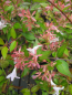 Preview: Abelia schumannii Bumble Bee